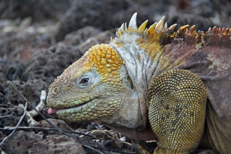 8 places to see on Santa Cruz Galapagos Ecuador