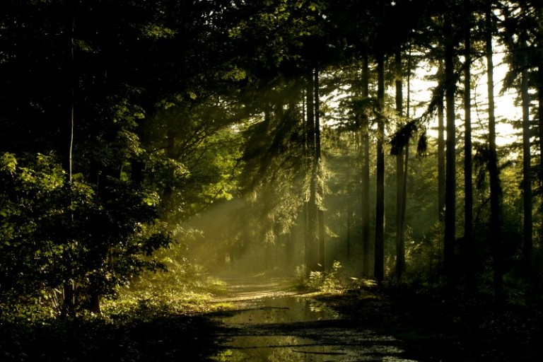 Exploring silence area Lage Vuursche Forest