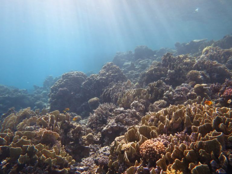 Dives site in Dahab Egypt: Abu Helal