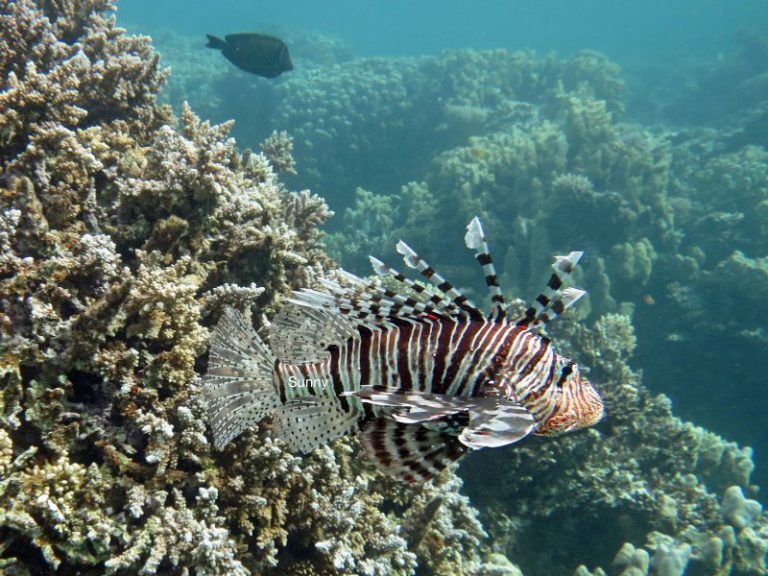 Dive sites in Dahab Egypt: Islands