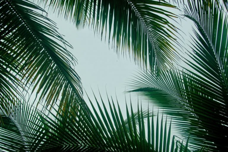 Pura Vida: palm trees in Costa Rica