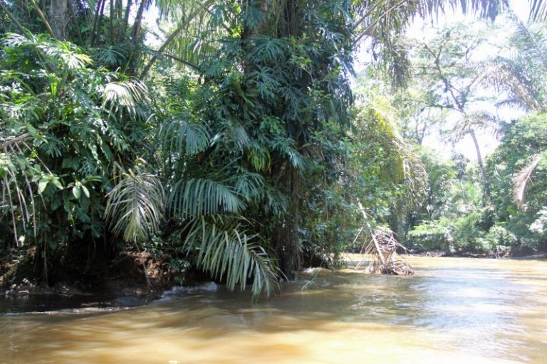 Pura Vida: palm trees in Costa Rica