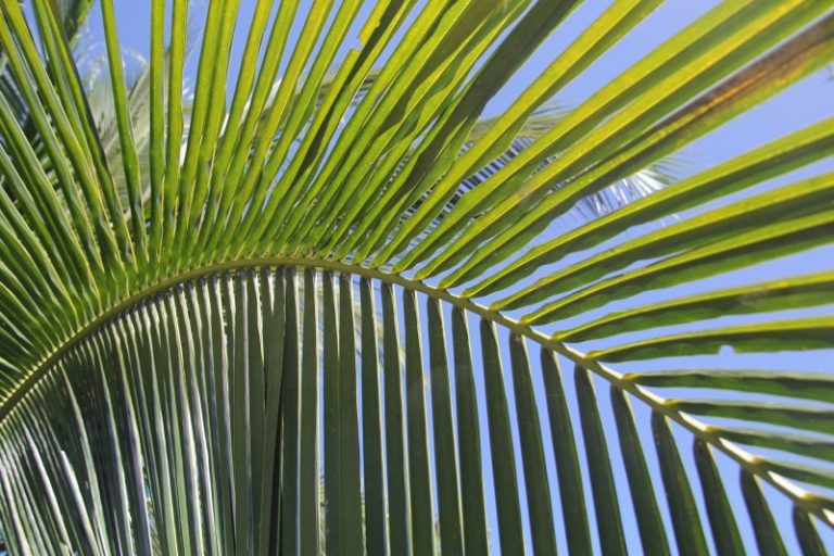 Pura Vida: palm trees in Costa Rica