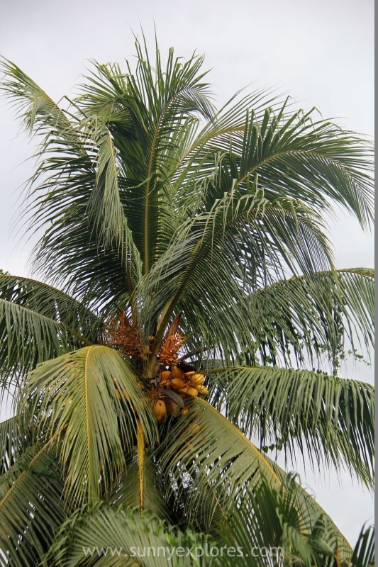 Pura Vida: palm trees in Costa Rica