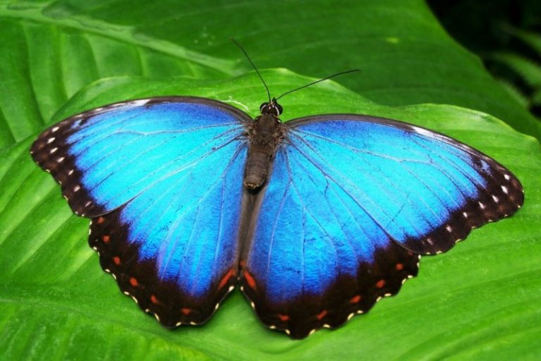 Monteverde Cloud Forest Reserve in Costa Rica