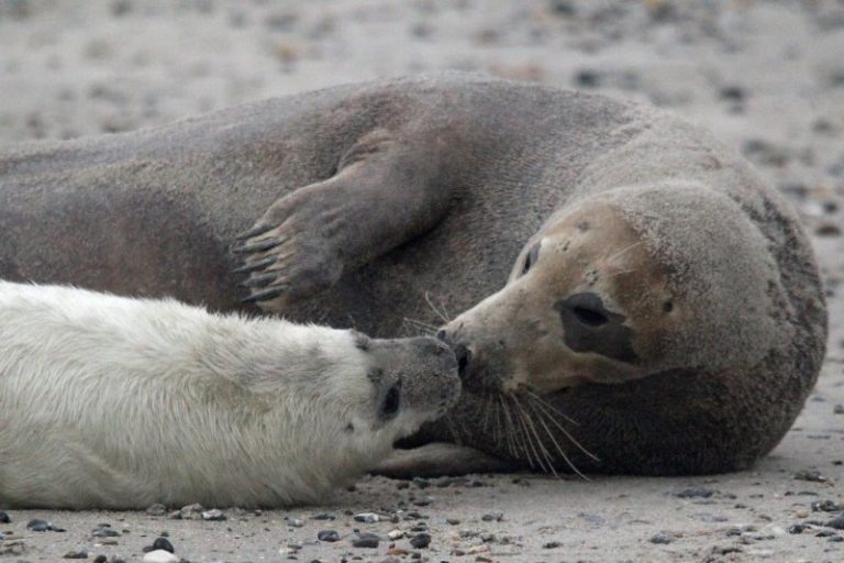 Sealwatching On The German Island Helgoland