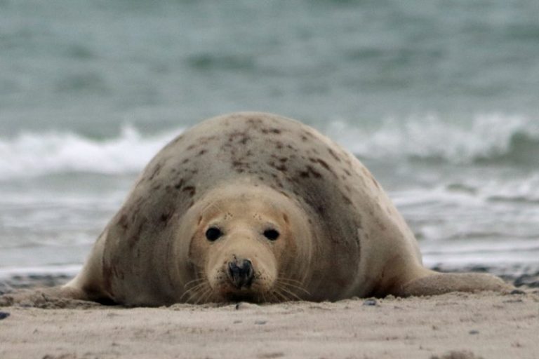 Sealwatching On The German Island Helgoland